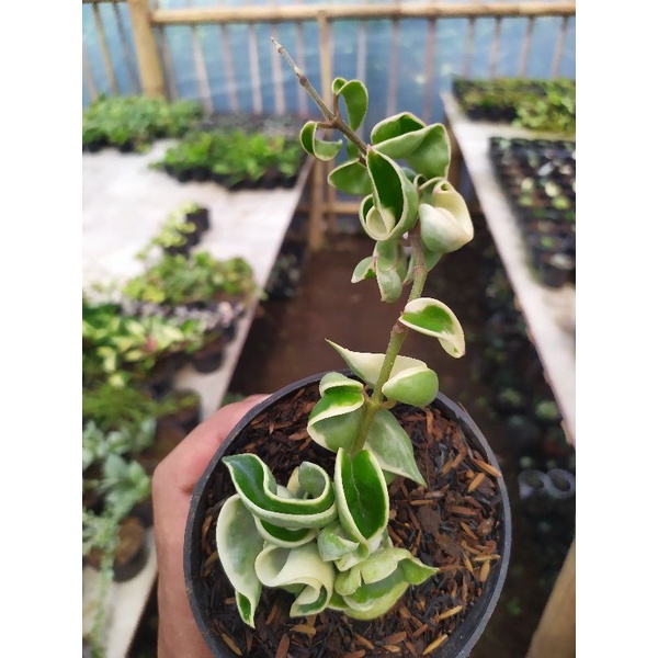 Hoya compacta curly variegata | kaktus dan sukulen | tanaman hias