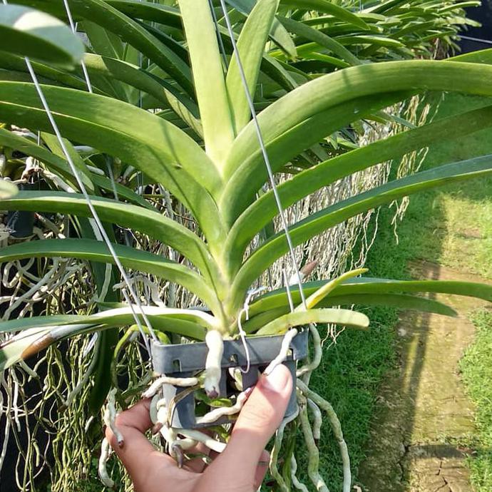 Anggrek Vanda Dewasa