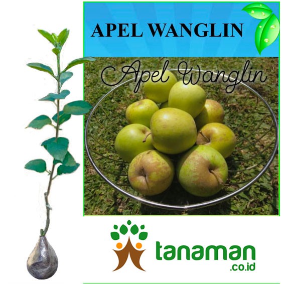 Bibit Tanaman Buah Apel Wanglin