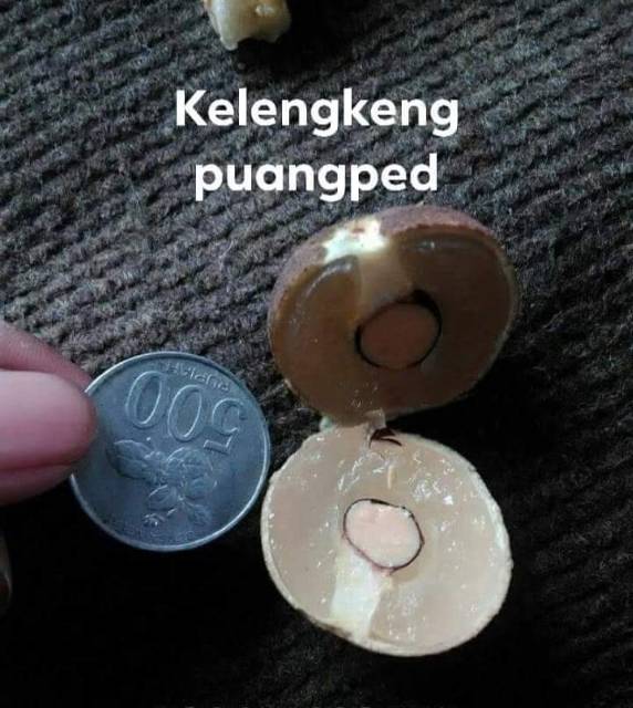 Bibit kelengkeng puangphet