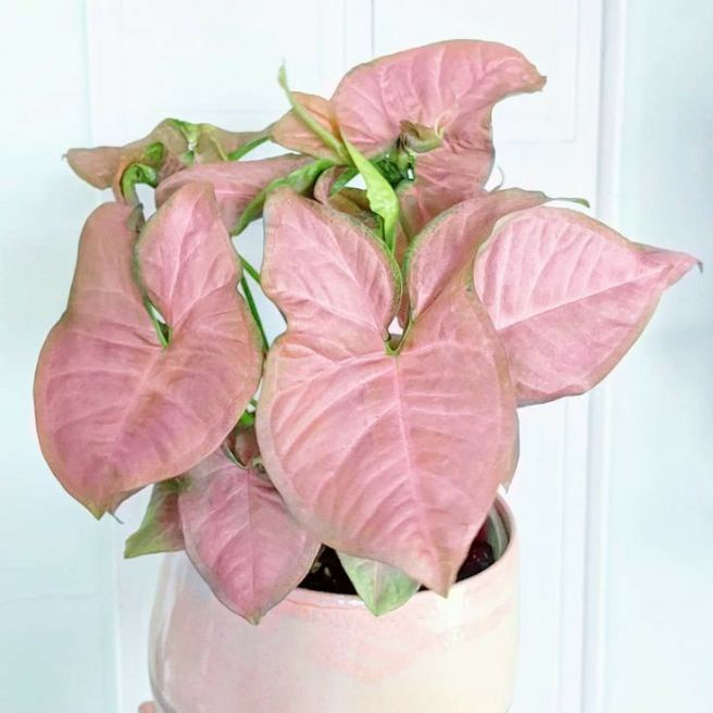 Tanaman hias syngonium pink/Tanaman hias daun pink