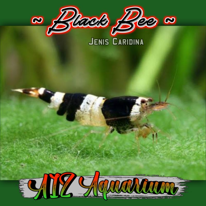 Udang Hias Black Bee Aquarium & Aquascape
