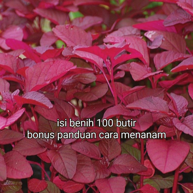 benih bayam merah/bibit bayam merah Mira cap panah merah f1