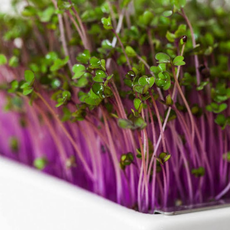 Benih Microgreen Sprout Benih Bibit Microgreen Alfalfa Red Cabbage Broccoli Buckweat