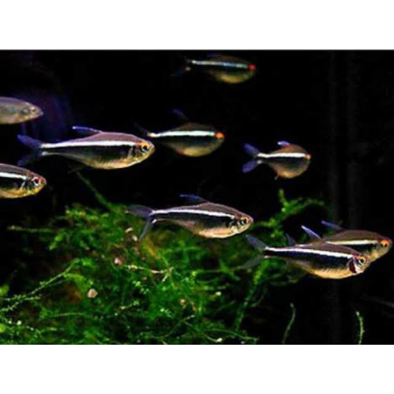 Jual Black Neon Tetraaquascapeschooling Fish Shopee Indonesia