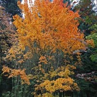 Benih Bibit Biji - Painted Maple Tree (Acer pictum subsp. mono) Seeds - IMPORT