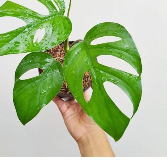 Ndf Tanaman Monstera Deliciosa Philodendron Varigata Janda Bolong Obliqua Variegata Adansonii Marmo Shopee Indonesia