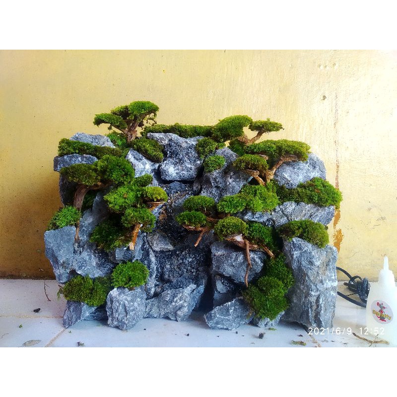 hardscape paludarium 40cm