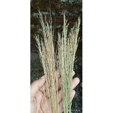 Jual (10tangkai)dried padi padian asli cantik properti foto dekorasi