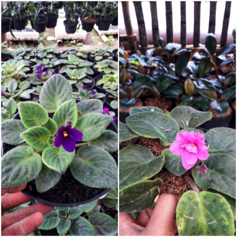 Tanaman Hias Violces/ Purple African Violet