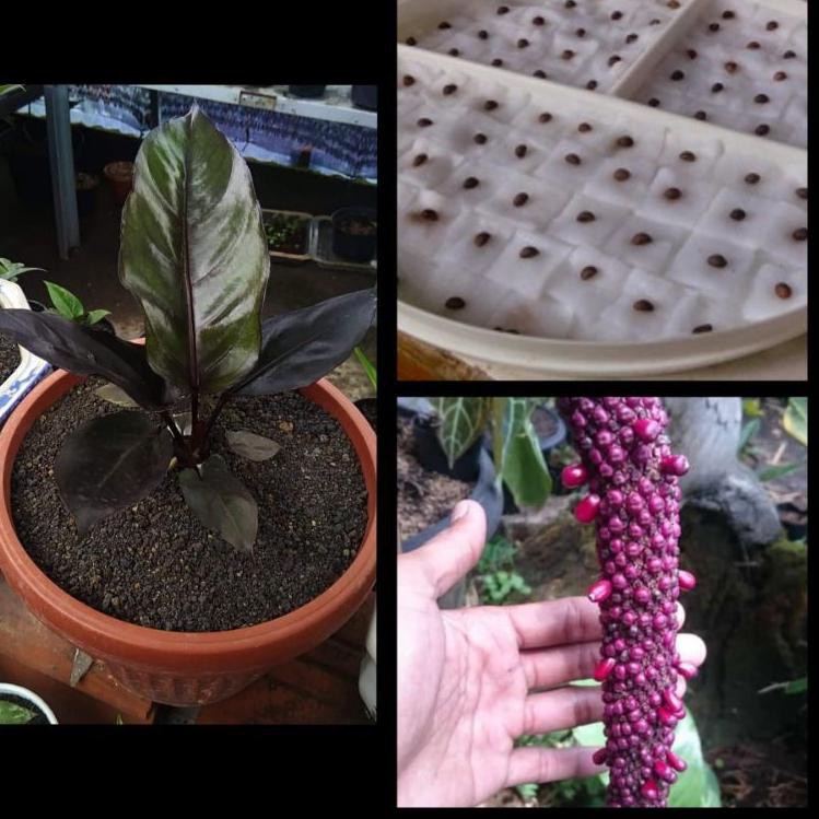 HOT Product Biji Anthurium Black Dragon