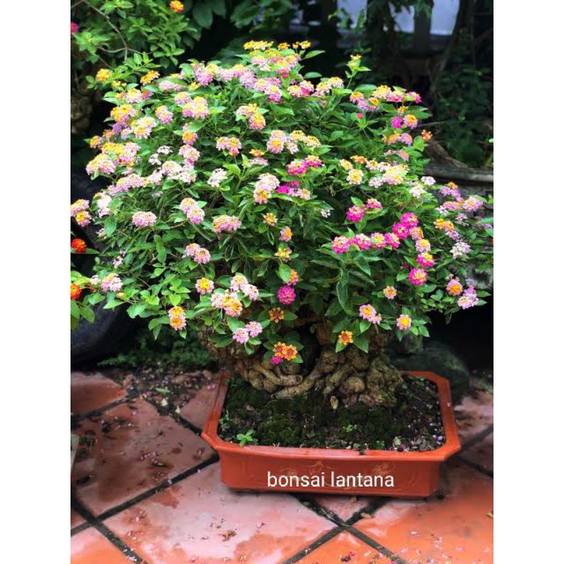 bibit stek bunga lantana PINK bunga telekan bunga tembelek setek steck