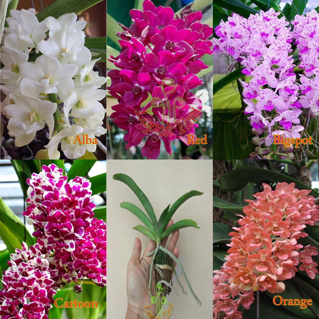  Anggrek  Vanda Rhynchostylis Gigantea  Thailand Remaja 