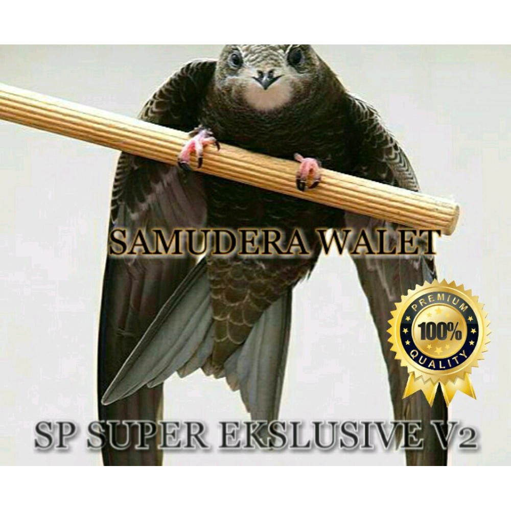 Suara Panggil Walet Super Ekslusive Terbaik