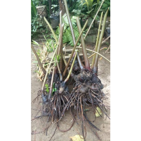 BIBIT BONGGOL PAKIS KEBO, PAKIS KERBAU,PAKIS PAKU PAKUAN