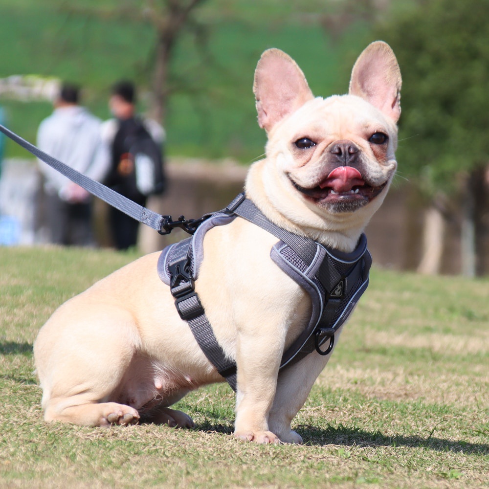 Dog Harness Chest Vest Pet Cat Leash Adjustable Rompi Dada Tali Tuntun Anjing Kucing