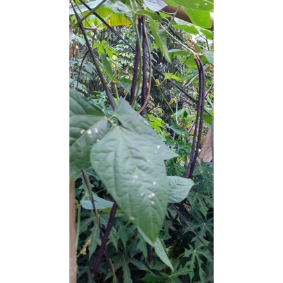 Bibit Kacang Panjang ungu.