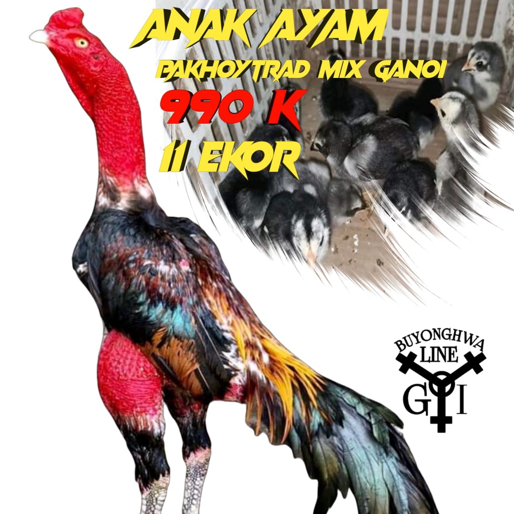 anak ayam bangkok ganoi mix pakhoy 11 ekor usia 2 minggu