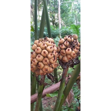 

BUAH KECOMRANG/HONJE SEGAR BUMBU DAPUR PER 1KG