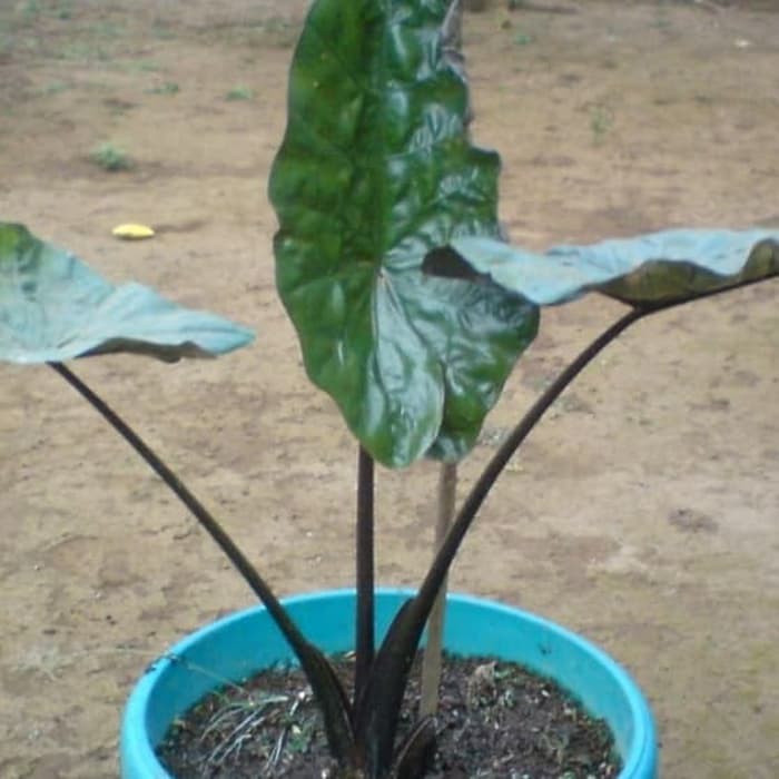 Tanaman Hias Senthe Wulung - Talas Hitam - Keladi Alocasia Black - sente wulung