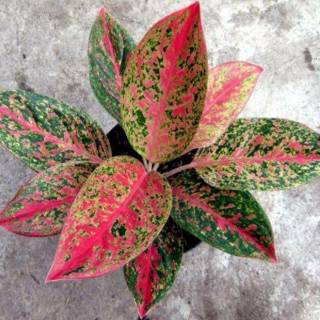 Bibit aglonema RED LEGACY | Shopee Indonesia