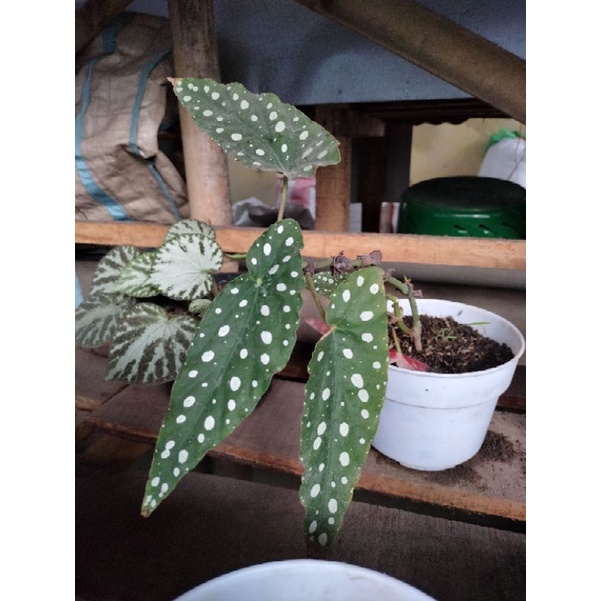 begonia polkadot remaja