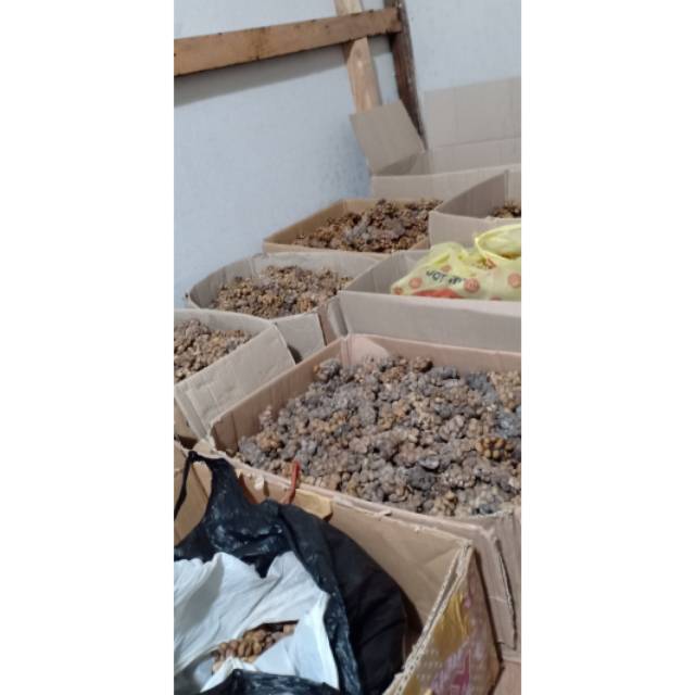 

Kopi luwak gabah ijen