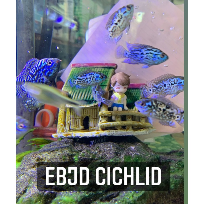 ikan hias cichlid ebjd /electric blue jack dempsey/instan kurir
