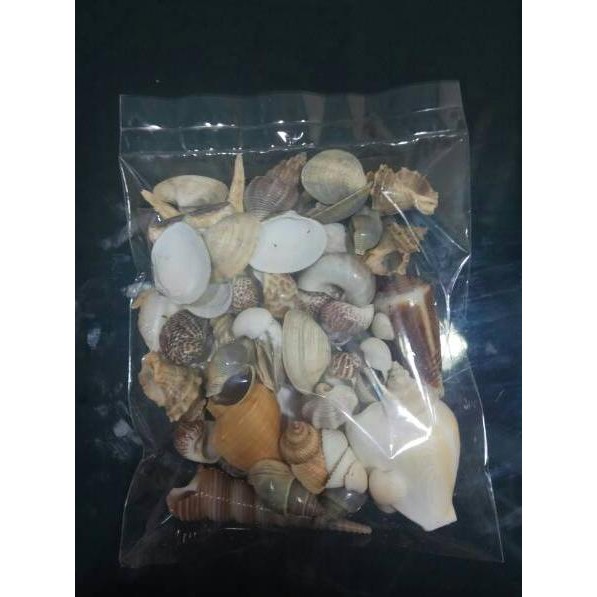 Harga Termurah AFZZH Aksesoris Cangkang Kerang Laut 200gr Untuk Hiasan Dan Kerajinan Tangan 99 Kirim