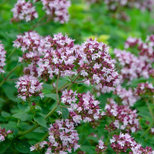 Benih Bibit Biji - Wild Marjoram / Oregano Italian Herb Seeds - IMPORT