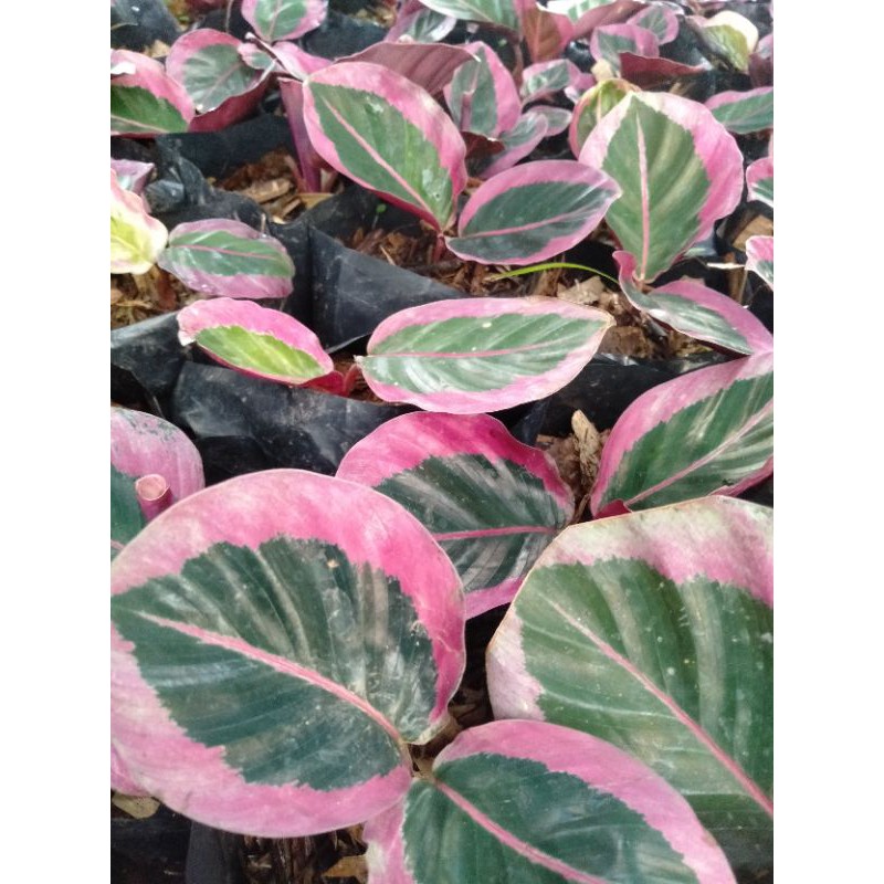 Calathea Sintia pink/Cynthia Pink/calathea chintia/Tanaman hias