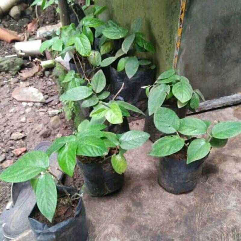 

bibit singa depa tanaman herbal