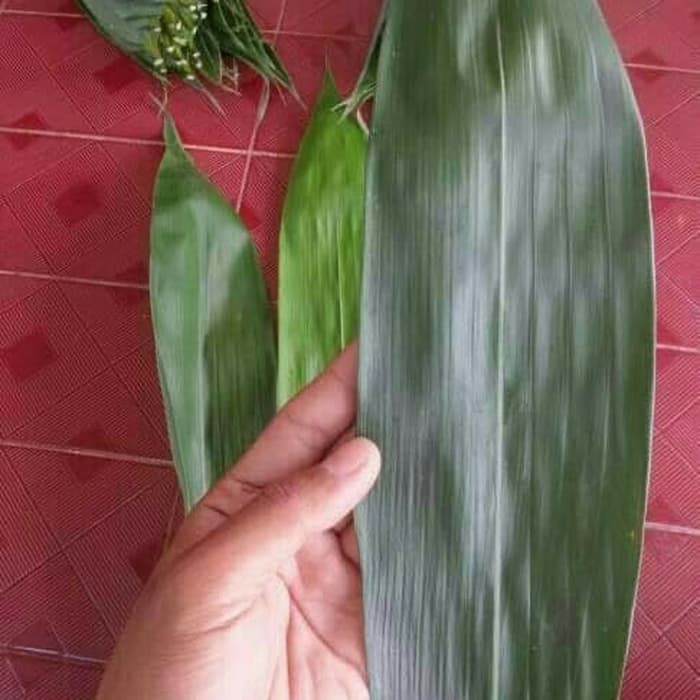 

Daun Bambu Segar Fresh