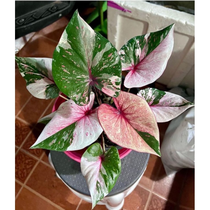 KELADI HIAS SEVEN DIAMOND THAILAND IMPOERT/ CALADIUM SEVEN DIAMOND
