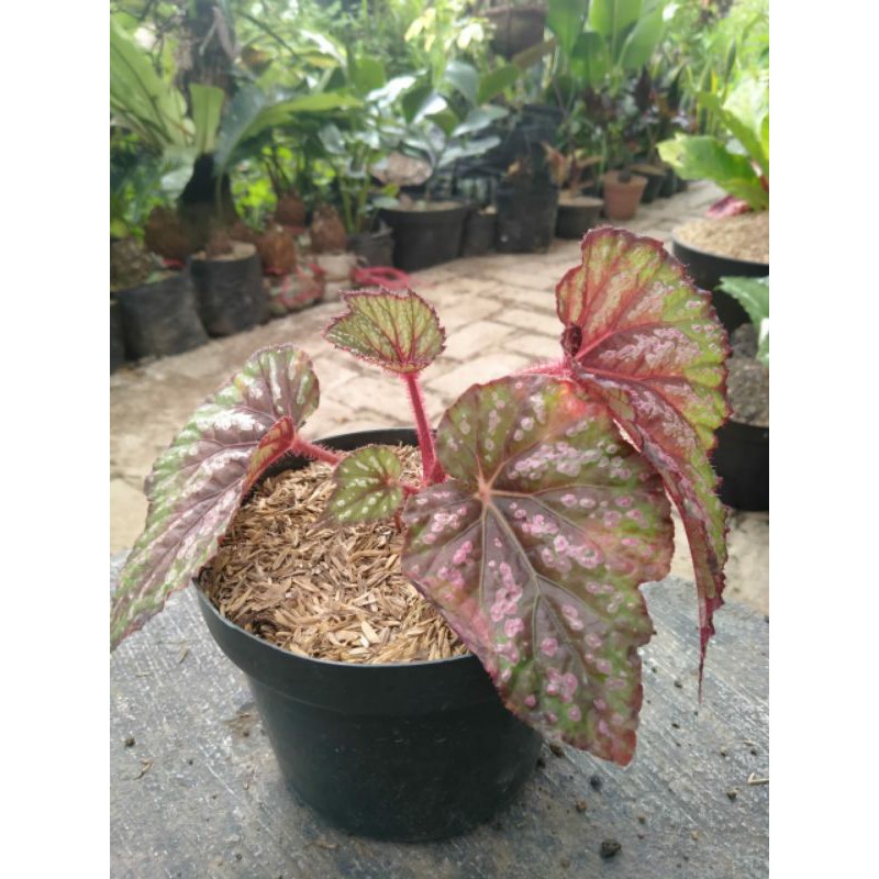 

Begonia Rex