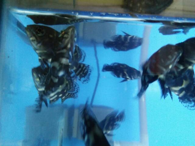 Indukan ikan oscar batik