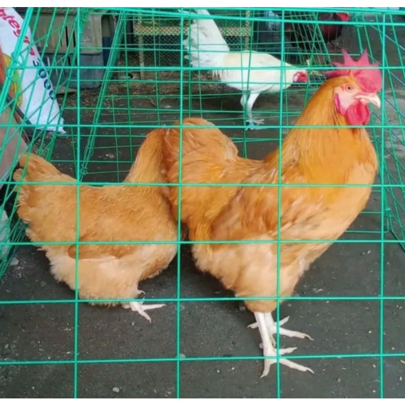 

Telur ayam Buff Orpington ory/ori impor untuk di tetaskan