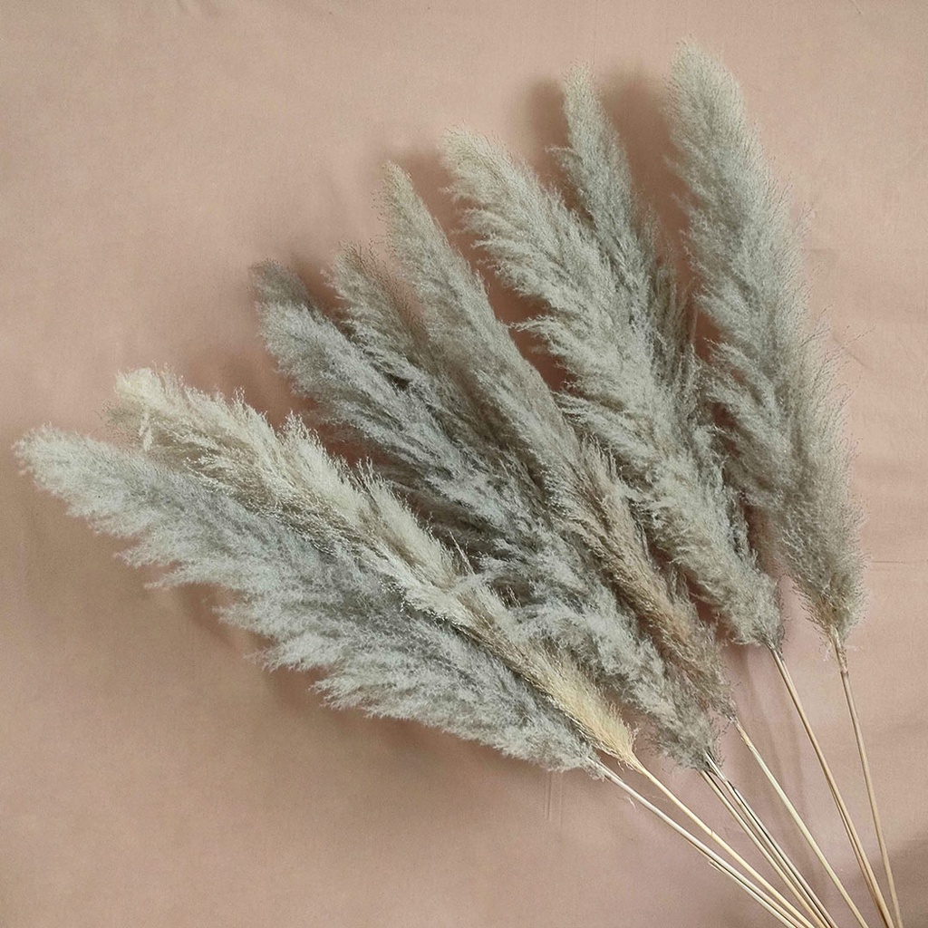 Dried Jumbo Silver Pampas Bunga Kering Tanaman Import Asli Dekorasi Hias