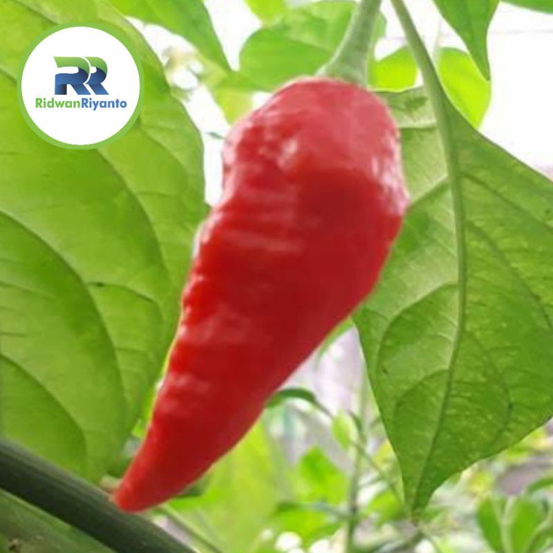 BUAH Cabe BHUT JOLOKIA RED adalah Cabai Terpedas di Dunia TAHUN 2006 the Guinness World Records