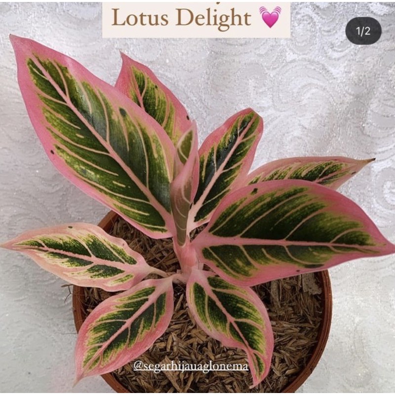 Aglonema Lotus Delight