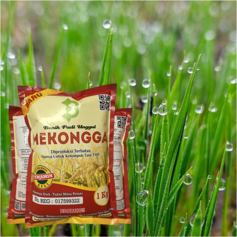 Biji Padi Mekongga