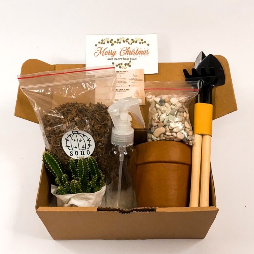 

paket kado menanam kaktus sukulen hadiah tanaman unik gift box kaktus hiasan ruang tamu teras ukuran 6 cm