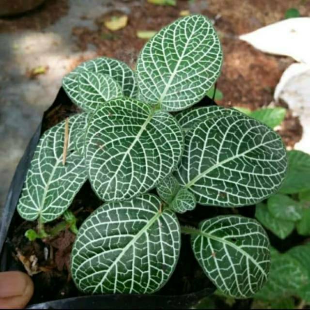 Bibit tanaman hias episia mutiara / pohon hias episia mutiara