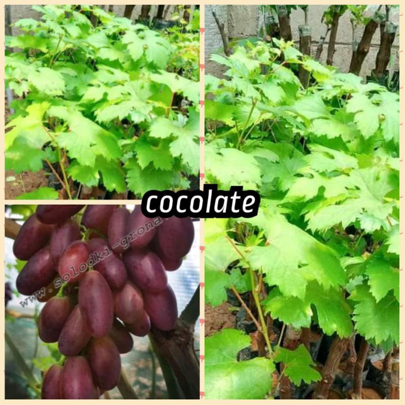 bibit anggur cocolate import stek batang