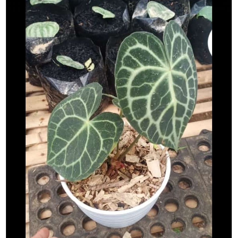 Anthurium Clarynervium / KG Tarantula #kupinggajahtarantula