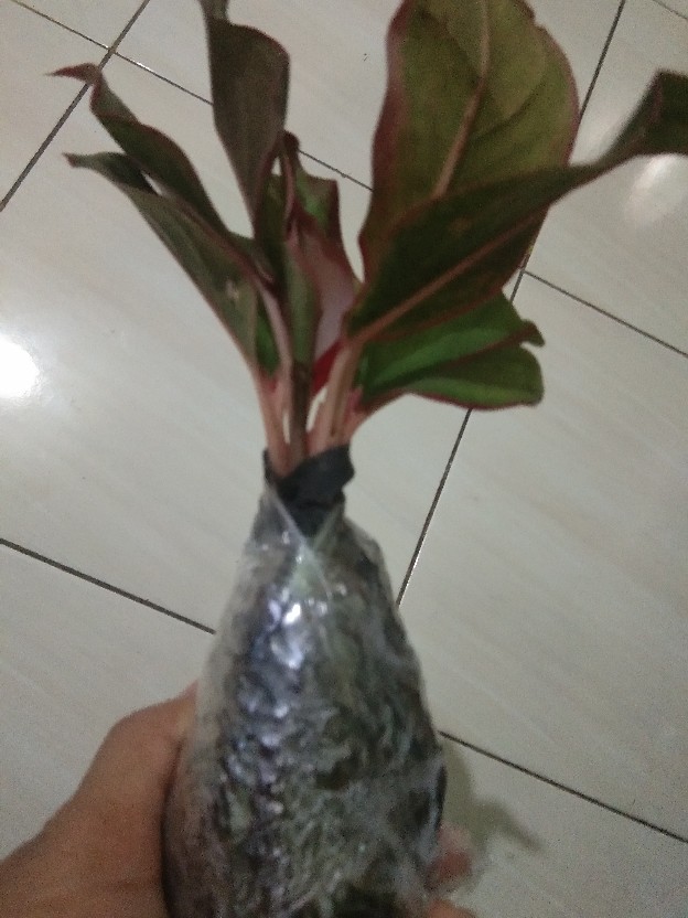 Tanaman Aglonema Lipstik |tanaman Hias Aglonema