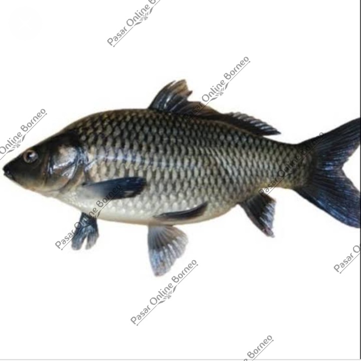 

Ikan Mas Segar 1 Kg Fresh