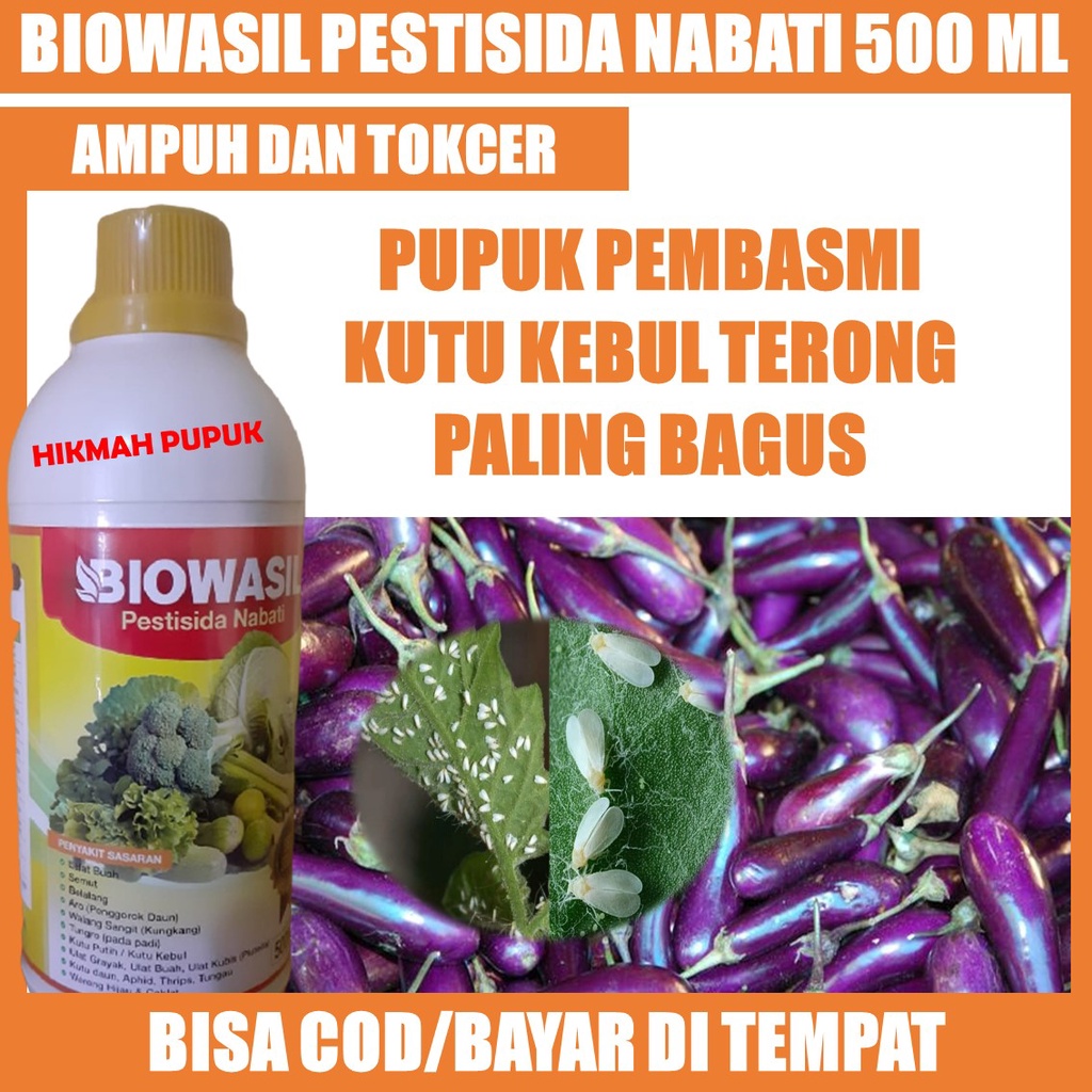 PUPUK TERMURAH BIOWASIL Obat Hama Kutu Kebul Pada Tanaman Terong - Pestisida Organik Atasi Kutu Kebu