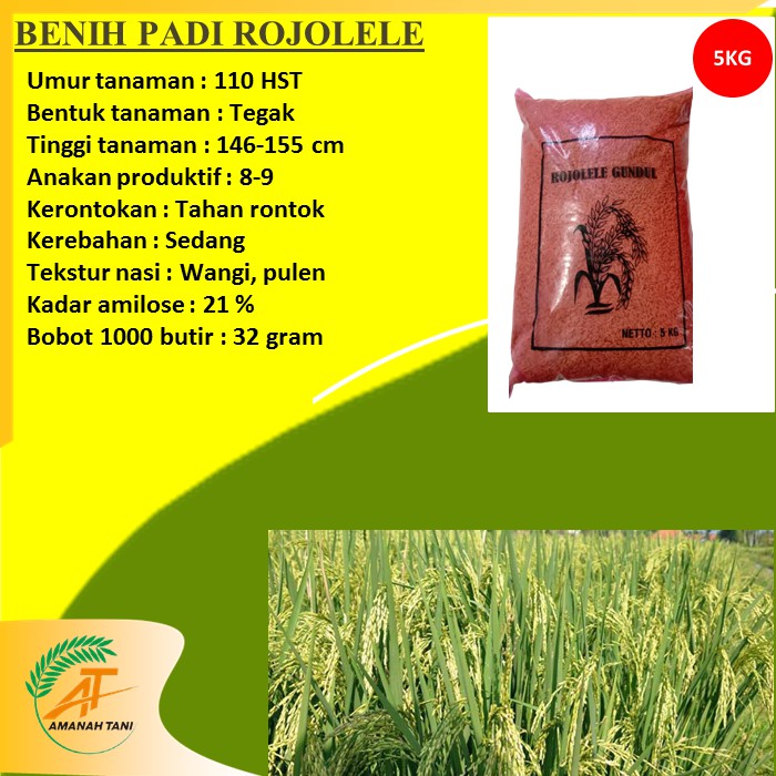 BENIH PADI ROJOLELE LOKAL DELANGGU KLATEN WANGI PULEN 5KG