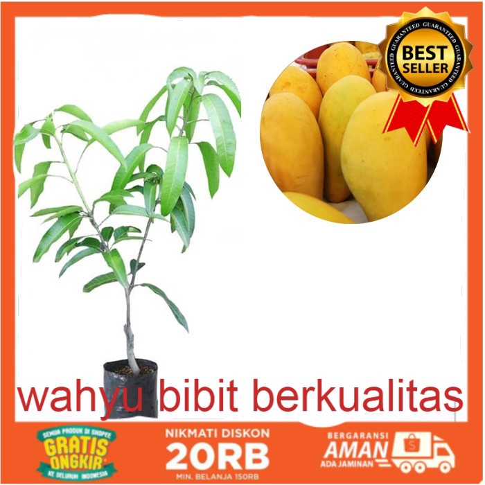 Bibit Buah Mangga Chokanan